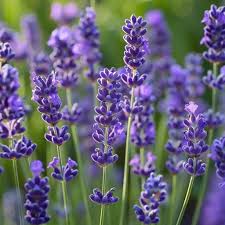 Lavender Essential Oil