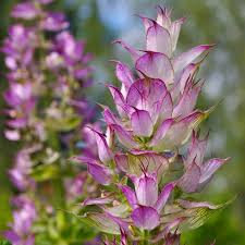clary sage oil