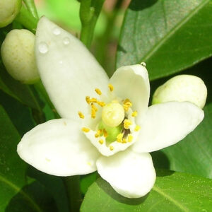 neroli-oil