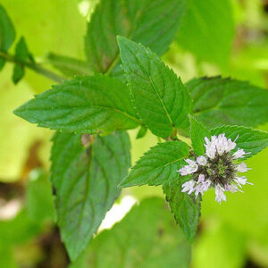 Peppermint oil