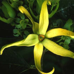 ylang-ylang oil
