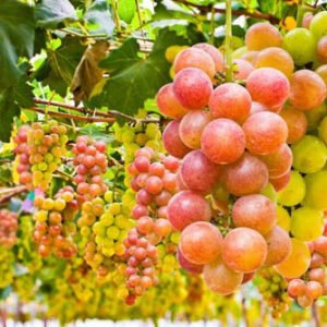 Grape Seed Carrier Oil