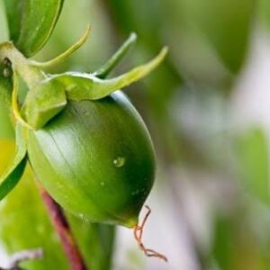 jojoba oil